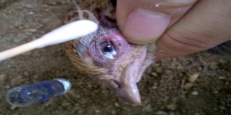 benh dau ga cac benh tich