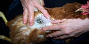 benh marek o ga duong lay lan