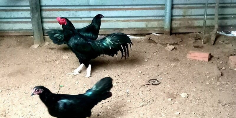 ga o chan trang phu hop voi menh gi